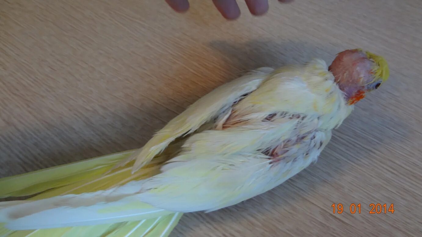 Аллергия на волнистого попугая симптомы. Жопка волнистого попугая. Гигантский попугай. Дерматит у волнистого попугая. Аллергия на попугая как проявляется.