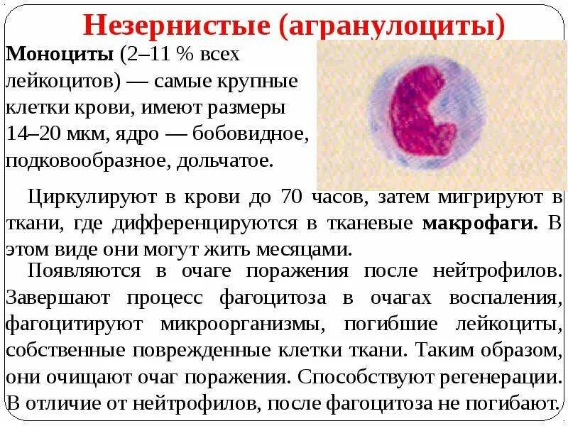 Таблица моноцитов в крови КРОВЬ И ЛИМФА ТКАНИ ВНУТРЕННЕЙ СРЕДЫ