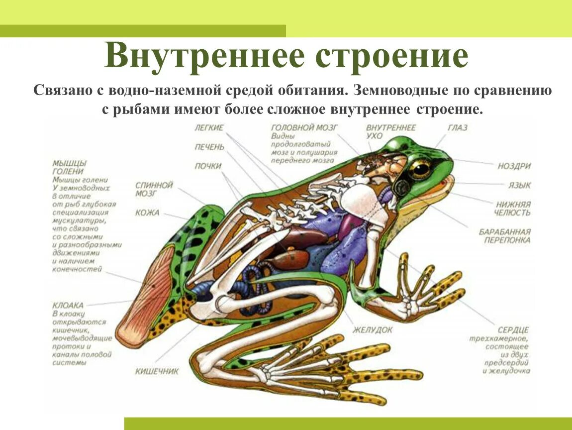 Строение земноводные 7 класс биология. Внешнее строение земноводных 7 класс биология лягушка. Внутреннее строение лягушки скелет. Внутреннее строение земноводных лягушка.