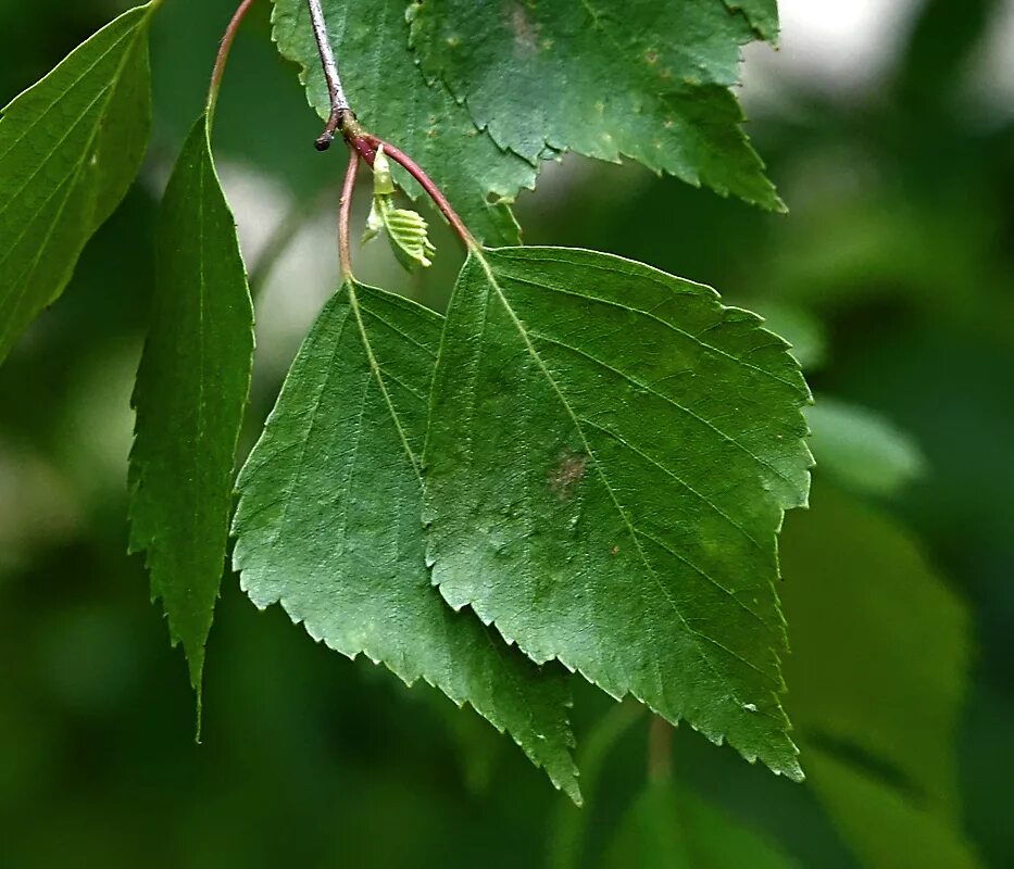 Береза повислая листья. Береза бородавчатая листья. Betula pendula лист. Берёза повислая листик. Листок березки