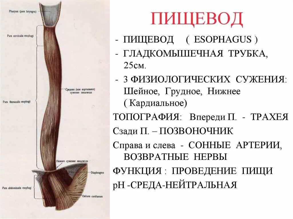 Уровни сужения пищевода. Анатомические сужения пищевода. Строение пищевода. Пищевод строение анатомия. Физиологические сужения пищевода анатомия.