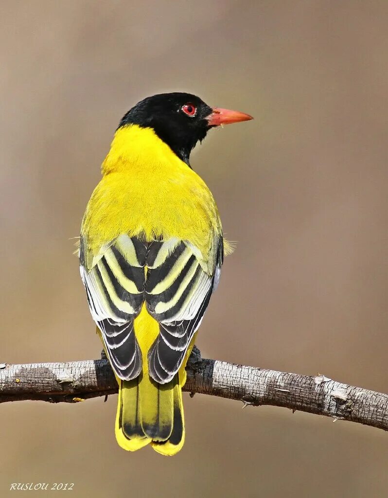 Птички с желтыми полосками. Птица с желтыми полосками. Птица желтая с черными полосками. Птица с желтыми полосками на крыльях. Птица с полосатой грудкой.