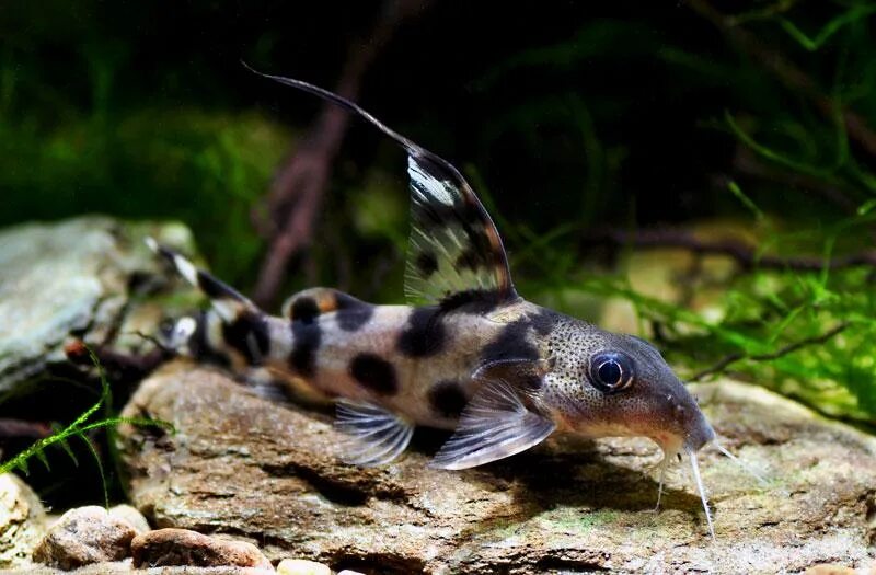 Сом синодонтис далматин. Тигровый сомик аквариумный. Аквариумный сом анцистриус. Синодонтис вуалевый. Сомик таракатум альбинос.