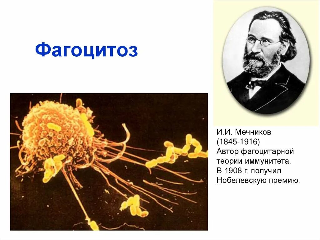 Мечников учение о клеточном иммунитете. Мечников фагоцитоз. Мечников фагоцитарная теория иммунитета. Фагоцитарная теория иммунитета Мечникова.