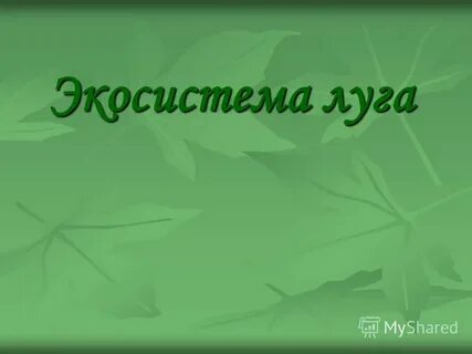 Экосистема луга 3