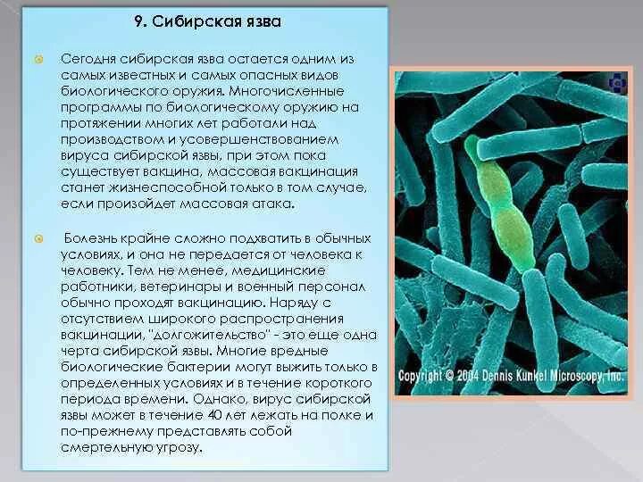 Вирус грузи. Сибирская язва бактерия. Сибирская язва биологическое оружие. Сообщение бактерии сибирской язвы.