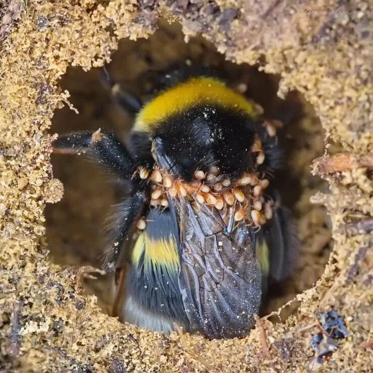 Где живут шмели в природе. Bombus terrestris Рой. Bombus Шмель гнездо. Шмелиная матка. Шмелиное гнездо шмеля.