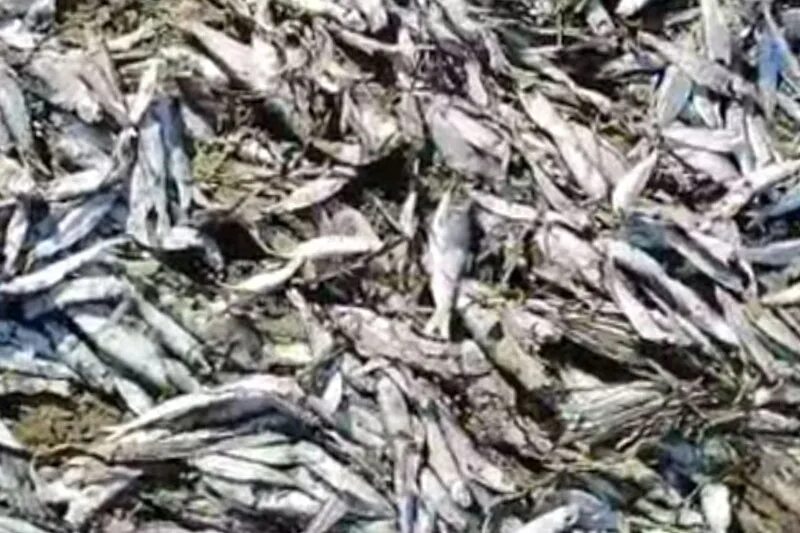 Погибло много рыбы. Массовая гибель рыбы в Перми. Рыба в Каме. Рыбы Пермского края. Река Кама рыбы.