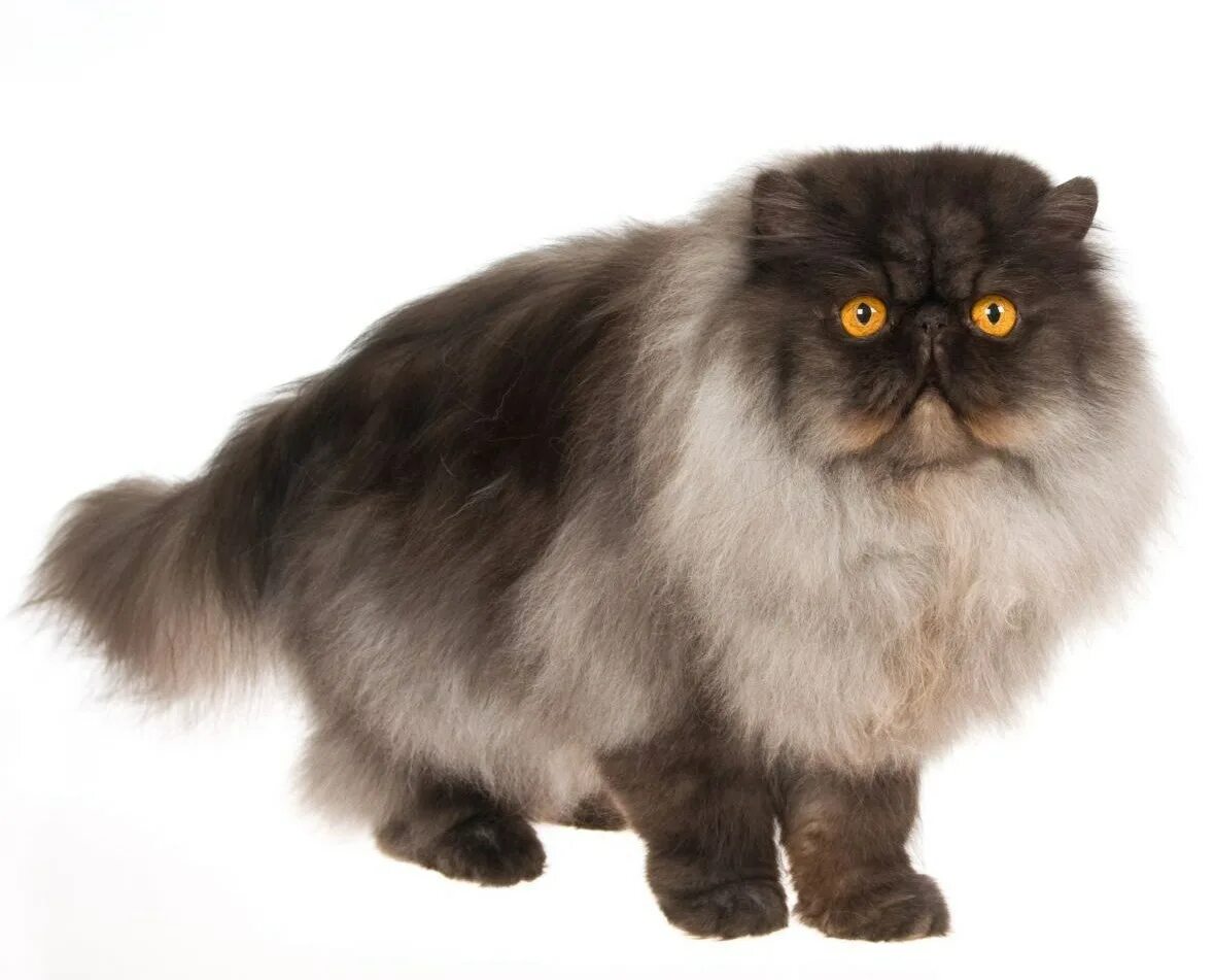 Метовые персы. Персидская длинношерстная шиншилла. Персиан порода. Перс кот. Персидская кошка коричневая.