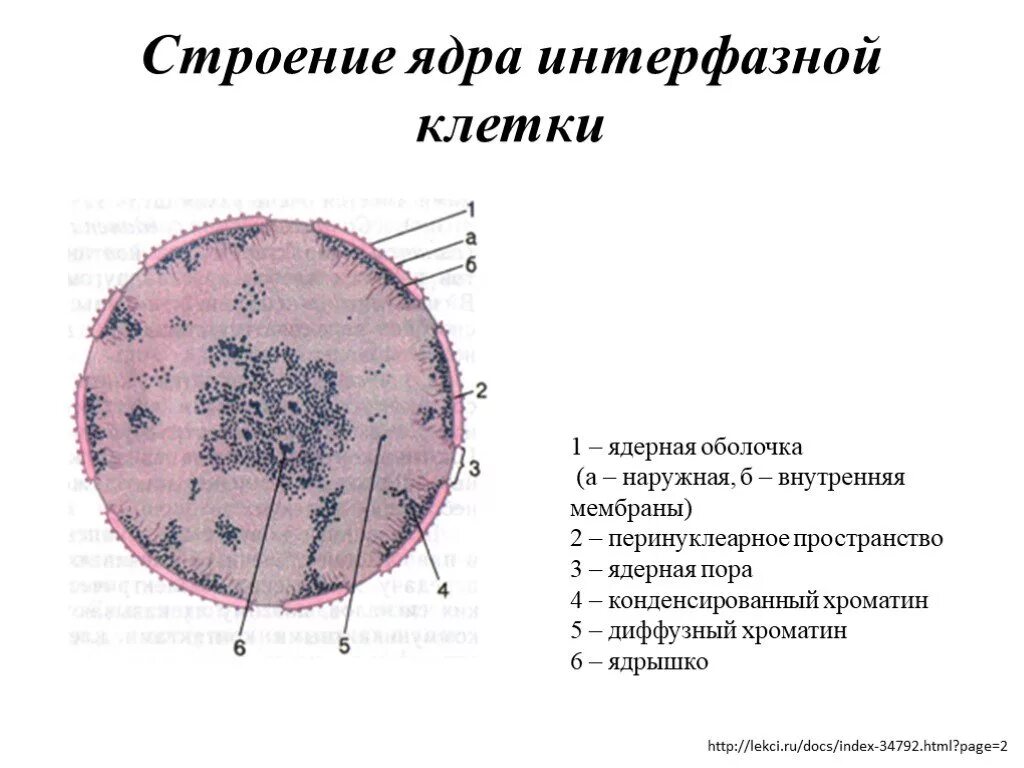 Структурные компоненты интерфазного ядра эукариотической клетки. Структурные компоненты интерфазного ядра. Строение интерфазного ядра эукариотической клетки. Схема ядра эукариотической клетки. В ядрах клеток многоклеточного