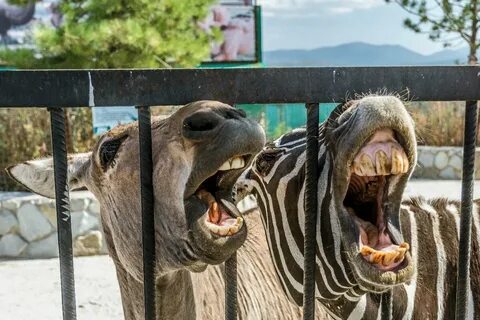 Слоны в крыму
