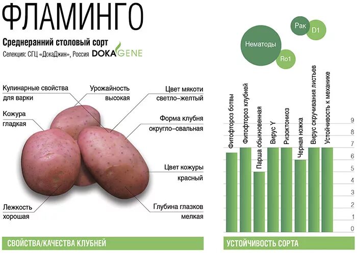 Картофель фламинго описание сорта характеристика