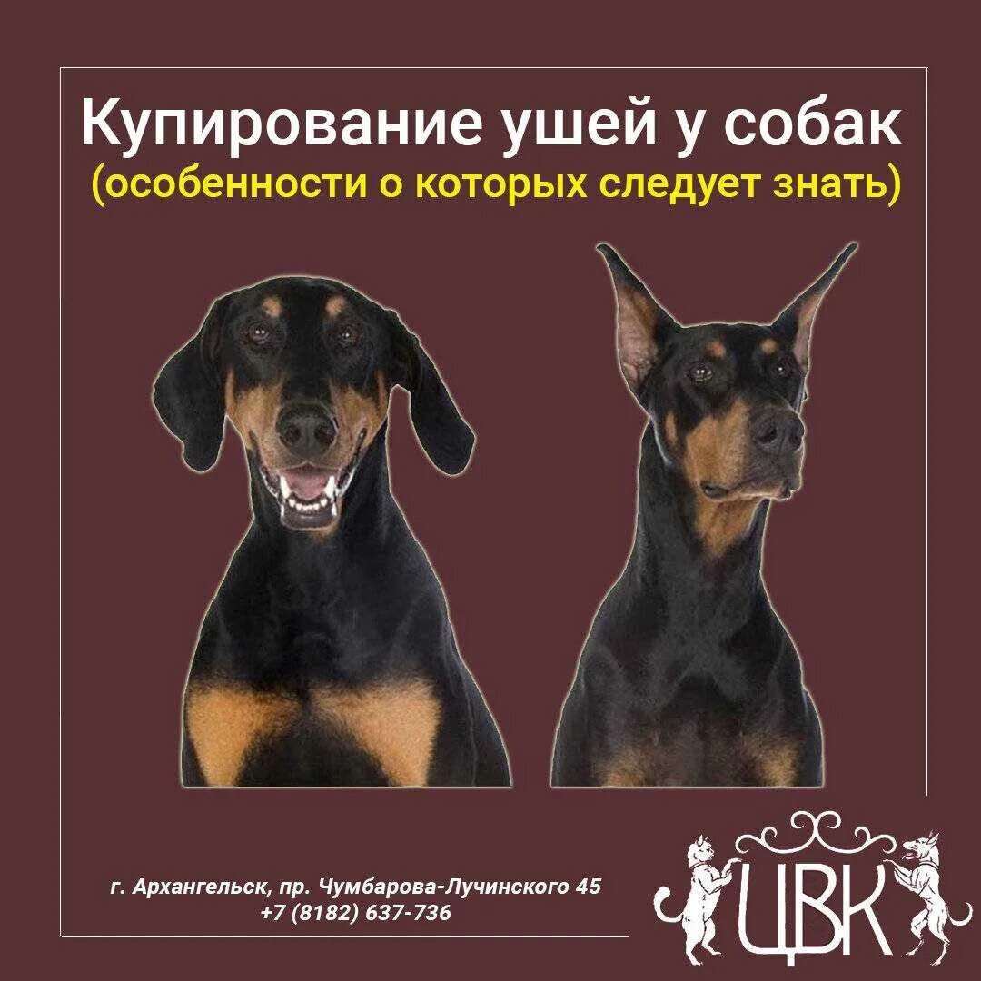 Что значит купирован. Немецкий пинчер купированный. форма для купирования ушей у собак. доберман с некупированными ушами. доберман щенок с купированными ушами.