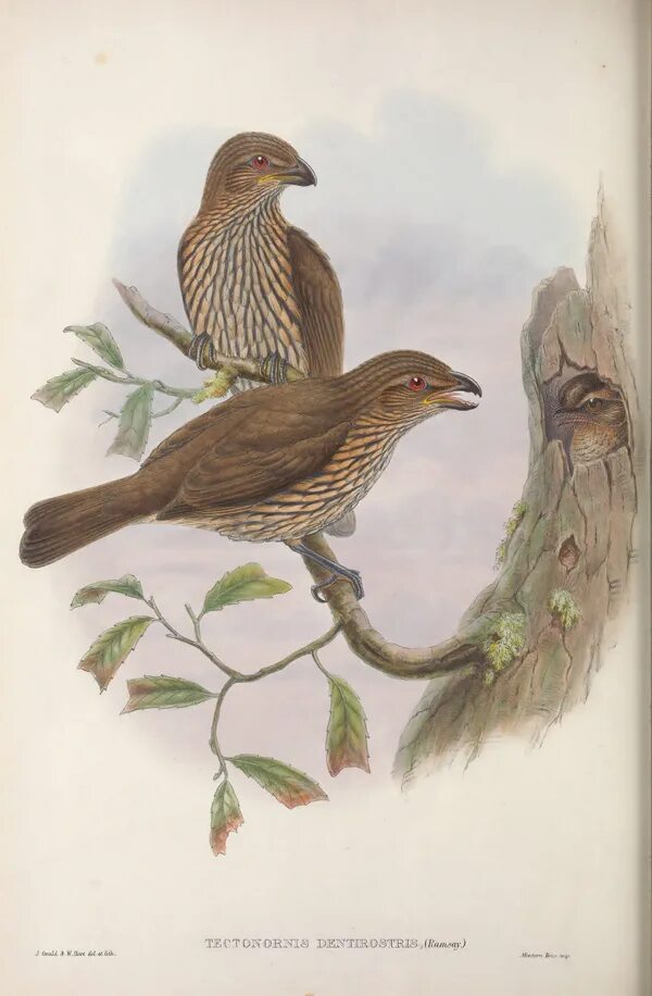 Птицы и другие истории. Птицы дафна дю морье книга азбука. Райхенштеттер, фридерун. Птицы и другие истории. Книга хищники детская энциклопедия росмэн.