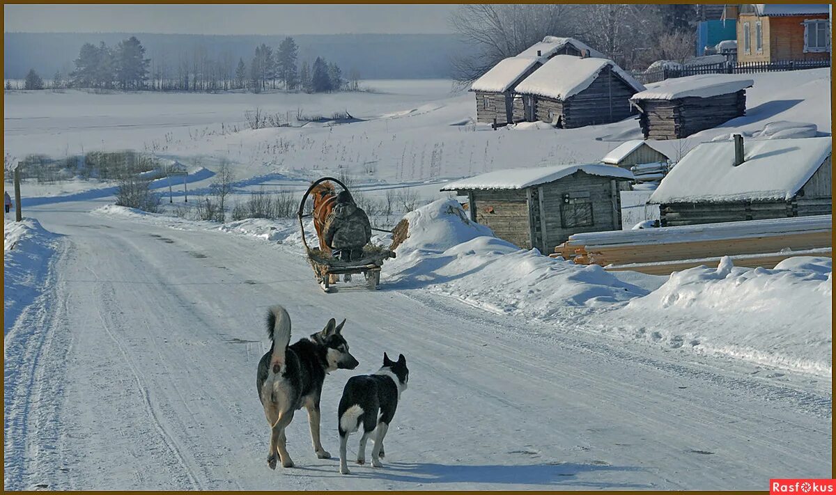 Собака в деревне зимой. Щенок зимой в деревне. Собака зимой. Собаки в деревне зимой. Зима в деревне с животными.