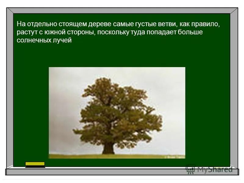 Какие деревья на южную сторону. Ориентир по отдельно стоящему дереву. Отдельно стоящее дерево. Деревья с густой кроной с Южной стороны. Густые ветви дерева ориентирование на местности.