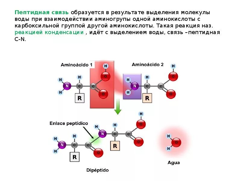 Схема образования пептидной связи в молекуле белка. Пептидная связь образуется при взаимодействии групп:. Пептидная связь формируется при взаимодействии глицина с. Как образуется пептидная связь.