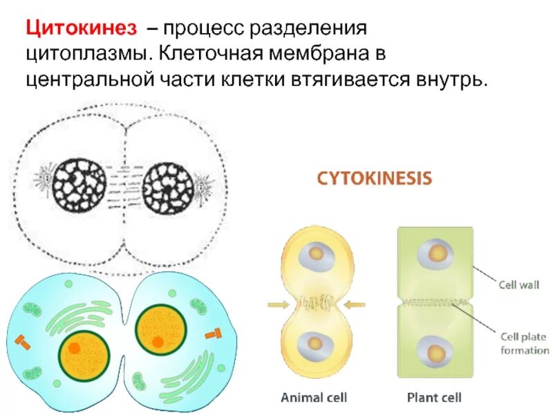 5 цитокинез