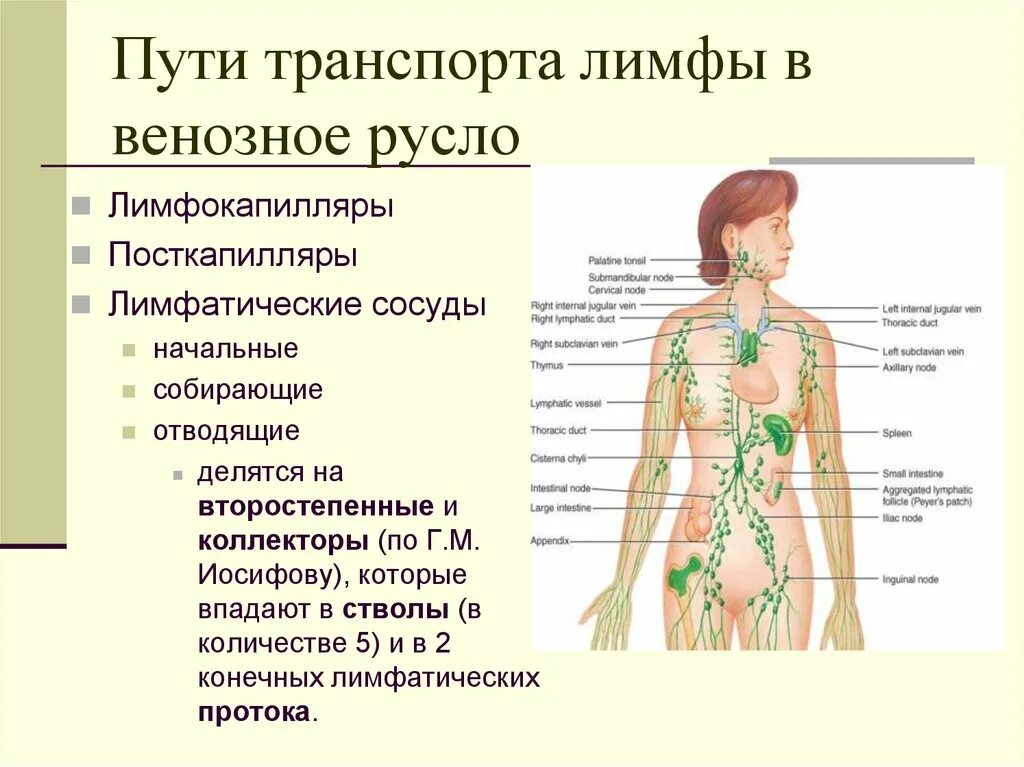 2 лимфа образуется из. Пути транспорта лимфы. строение лимфатической системы. лимфатическая система таблица. путь лимфы в организме.