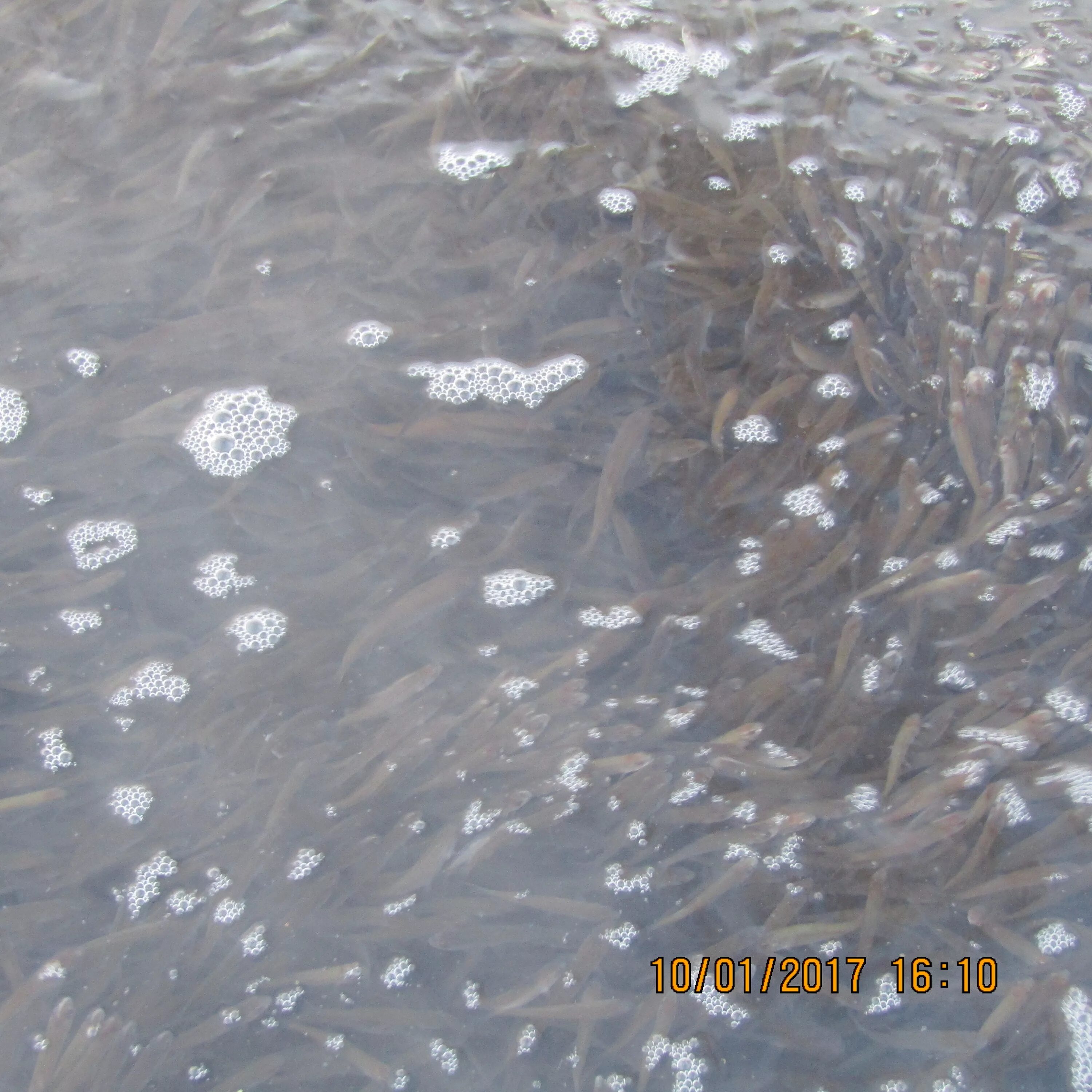 золотая рыбка озерск калинина. золотая рыбка озерск. заморы в водоемах. магазин золотая рыбка озерск. рыбки озерск.