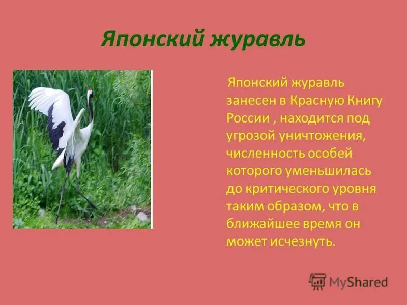 Почему белый журавль занесен в красную. Почему белый журавль занесен в красную