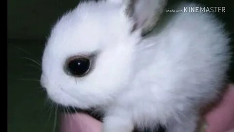 Ютуб зайчик