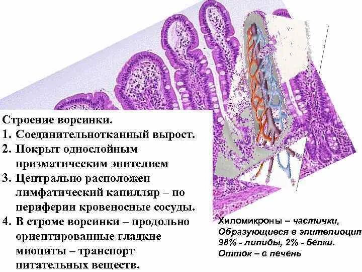 Эпителий тонкой кишки гистология. Кишечная Ворсинка гистология. Строение ворсинки гистология. Крипты и ворсинки гистология.