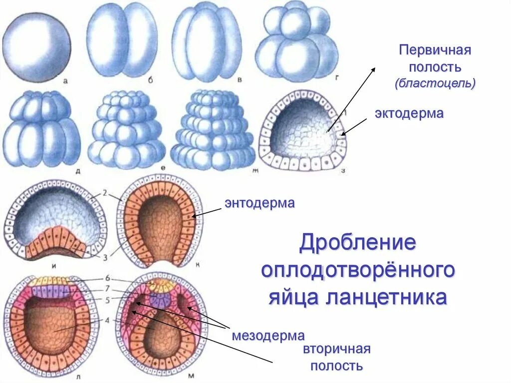 Тест по онтогенезу 10 класс. Дробление бластулы у ланцетника. Онтогенез Бластуляция. Бластула гаструла нейрула ланцетника. Онтогенез этапы эмбрионального развития.