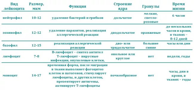 Характеристика и функции разных форм лейкоцитов. Типы лейкоцитов таблица. Функции различных видов лейкоцитов. Лейкоциты характеристика типов. Величина лейкоцитов человека