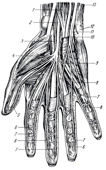 нервы кисти анатомия