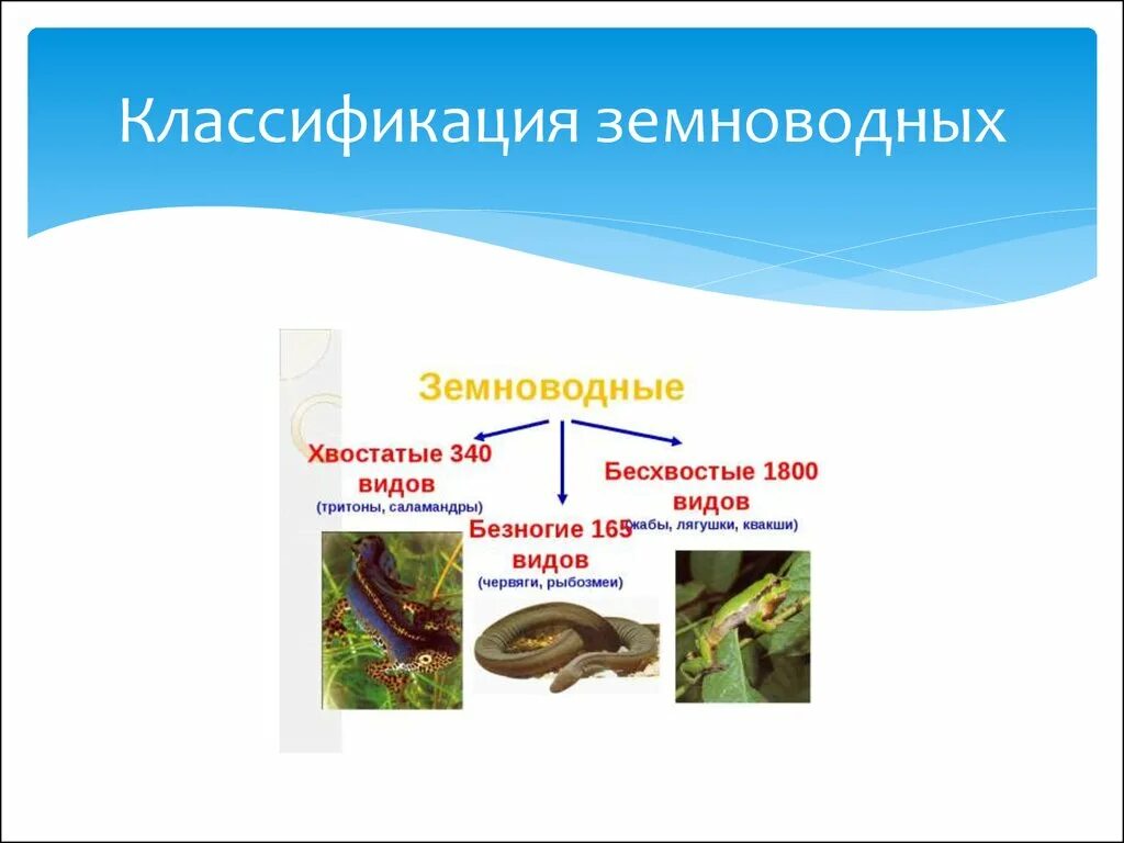 Классификация земноводного животного. Классификация земноводных. систематика амфибий. систематика земноводных. развитие земноводных.