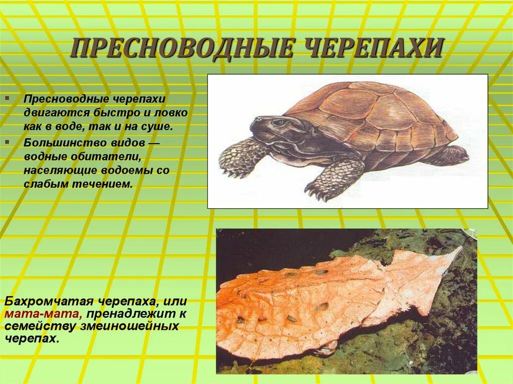 Какие черепахи относятся к морским. Название черепах. Морские и Пресноводные черепахи. Как передвигается черепаха.