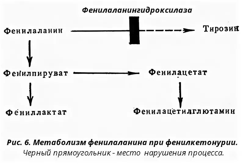 Фенилкетонурия фермент. Механизм развития фенилкетонурии. Схема развития фенилкетонурии. Фенилкетонурия патогенез. Механизм фенилкетонурии схема.