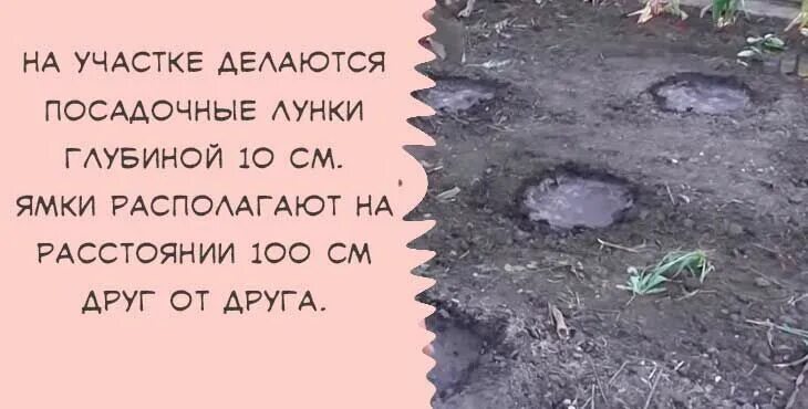 На каком расстоянии сажать арбузы друг. На каком расстоянии сажать арбузы друг от друга в открытый грунт. На какое расстояние сажать арбузы друг от друга. На каком расстоянии сеять арбузы в открытый грунт.