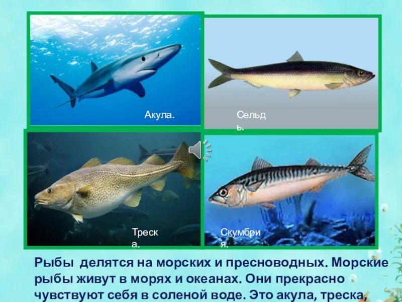 Слова на тему морские обитатели. Хрящевые рыбы скаты. Выберите лишнее слово кит акула селедка. Кит или акула сильнее. Презентация рыбы для дошкольников.