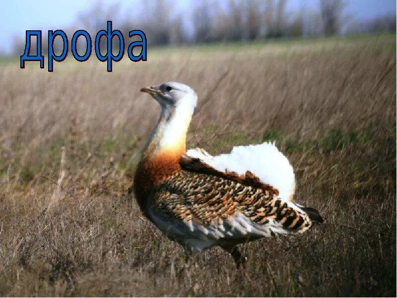 Работа в дрофе. Работа в дрофе