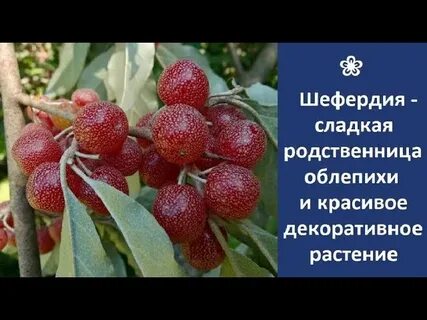 Шефердия описание сорта фото отзывы