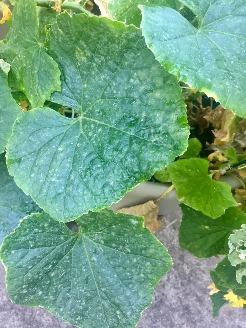 Обработка огурцов сывороткой и йодом в открытом. Cucumber powdery mildew. обработка огурца. обработка огурцов сывороткой. йод на огурце.
