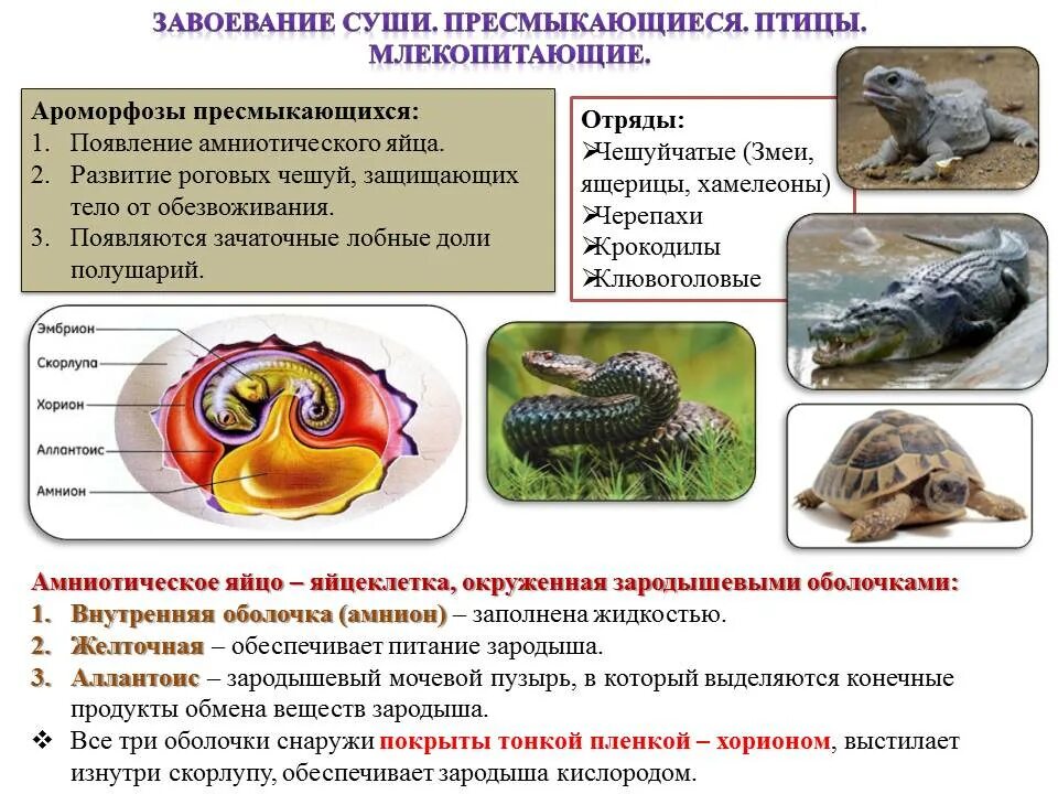 Какие ароморфозы у птиц. Ароморфозы опорно двигательной системы пресмыкающихся. птицы земноводные пресмыкающиеся ароморфозы. ароморфозы рептилий таблица. ароморфозы пищеварительной системы пресмыкающихся.