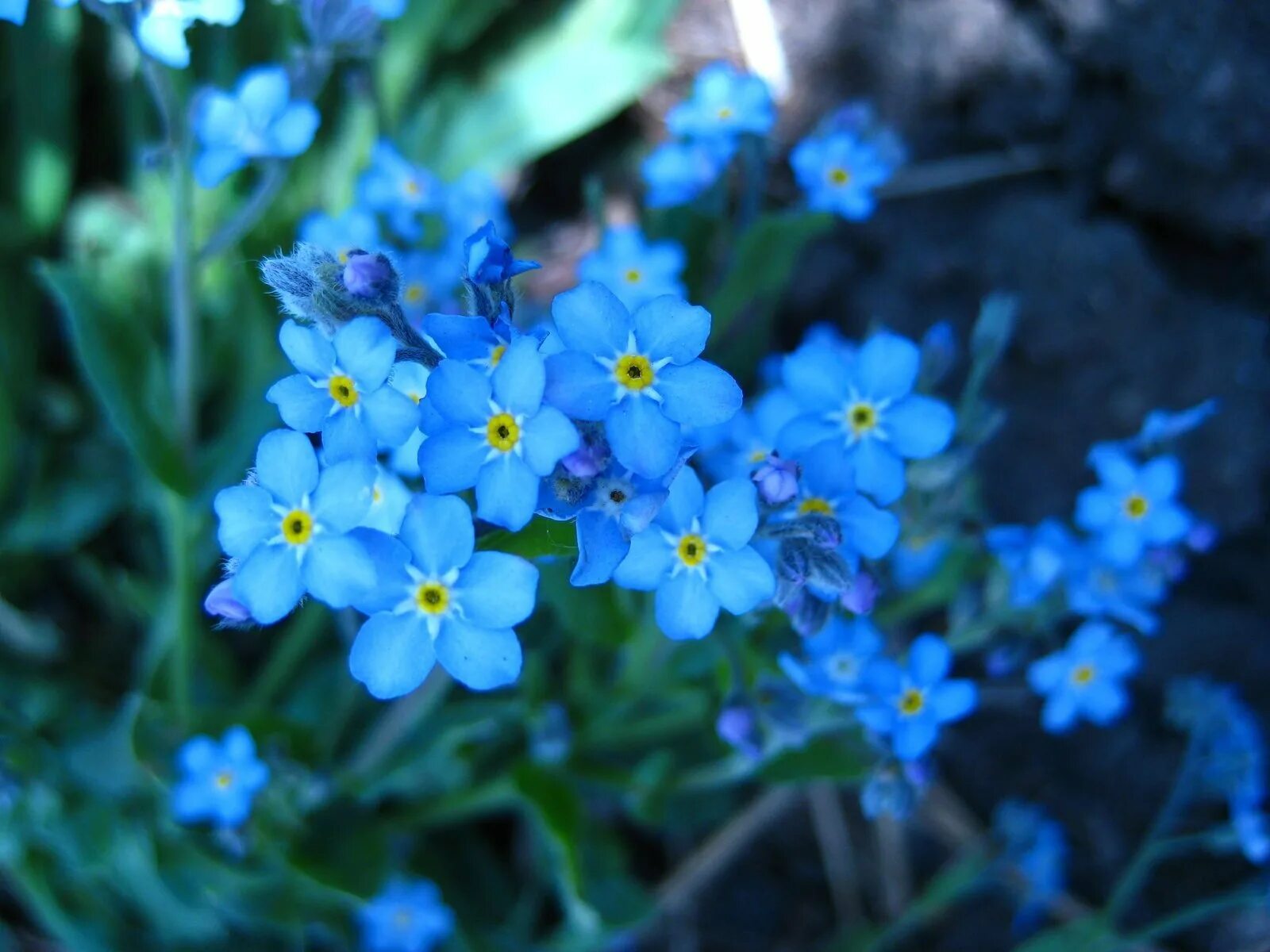 Незабудка Альпийская (Myosotis alpestris). Незабудка Полевая (Myosotis arvensis). Незабудка стелющаяся. Незабудка Садовая голубая многолетняя. Оштрафовали за незабудку