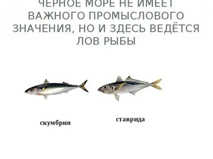 Моря имеющие промысловое значение