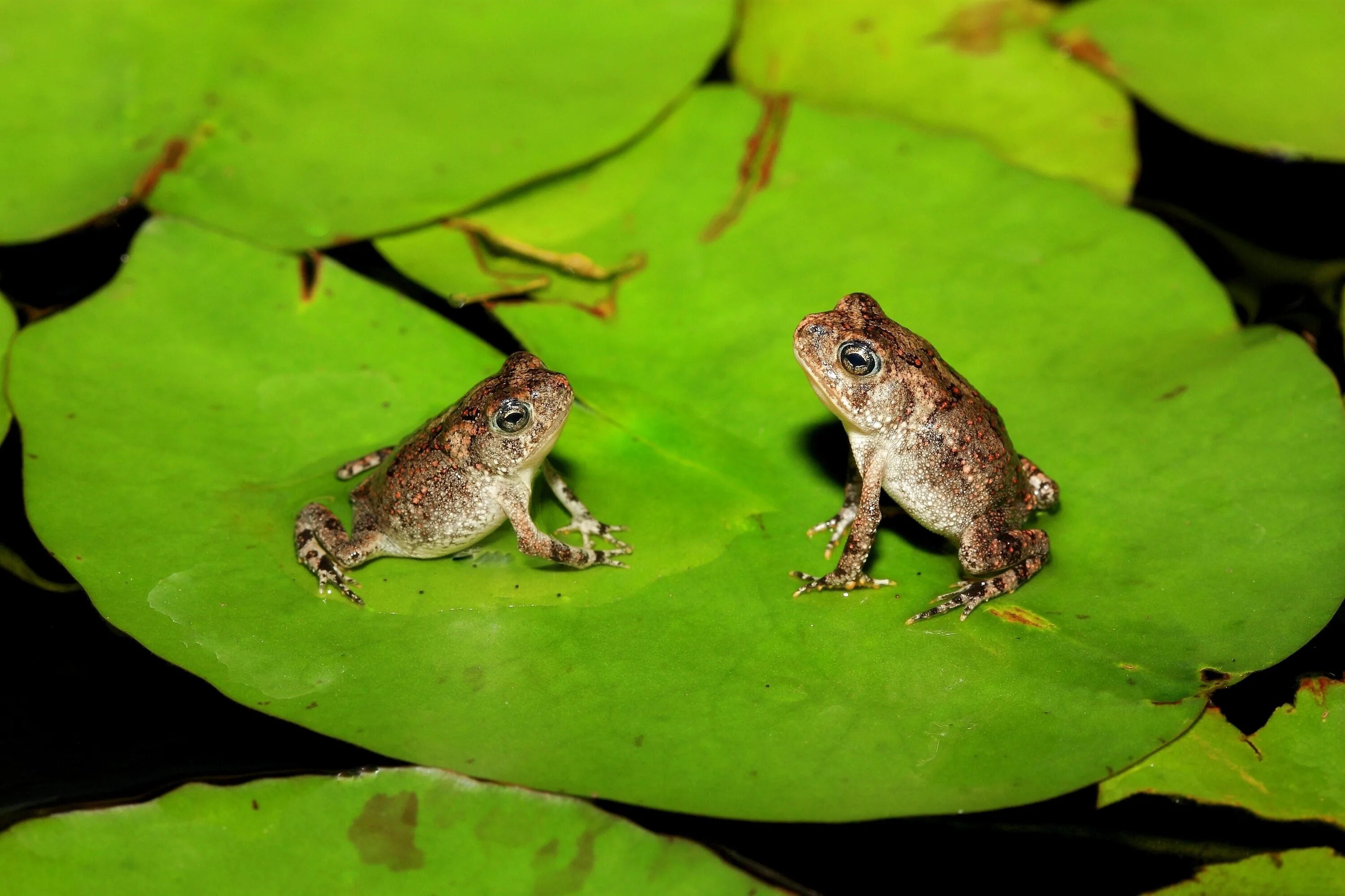 Elephant frog. Головастик Болотной лягушки. Головастики квакши обыкновенной. Гименохирус (лягушка). Бесхвостые земноводные Жабы.