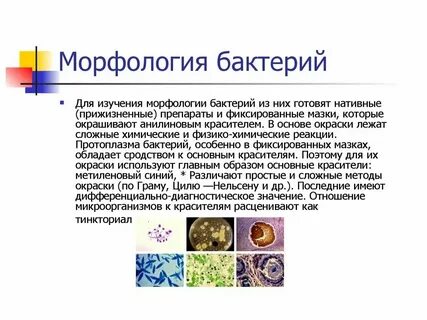 Морфология бактерий и методы ее изучения