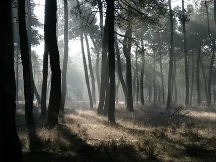 Forest help