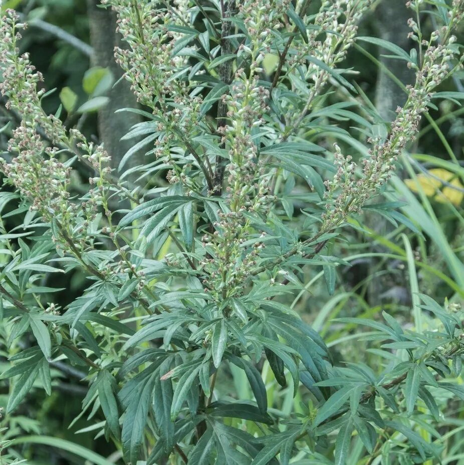 Жусан полынь. Полынь обыкновенная, чернобыл. Полынь обыкновенная (artemisia vulgaris). Полынь гребенчатая. Полынь обыкновенная чернобыльник.