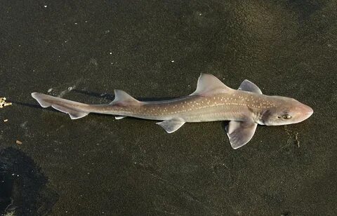 Mustelus Asterias