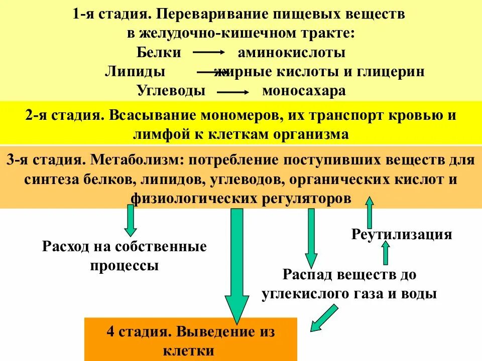 Обмен энергии в организме. "Физиологические основы метаболизма". Обмен энергии физиология. Особенности обмена веществ и энергии. Метаболизм это простыми словами у женщин