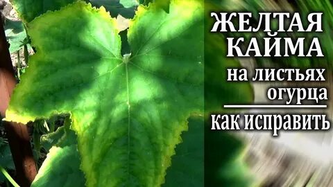 Желтеют листья у огурцов на подоконнике