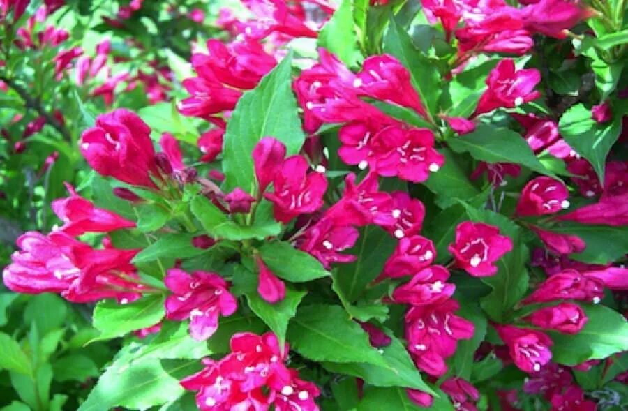 Вейгела цветущая rosea. Вейгела цветущая бристоль руби. Вейгела (сорт 'bristol ruby') гибридная. Вейгела гибридная кустарник. Вейгела цветущая brigela (бригелла).