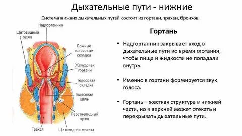 Гортань к какой системе органов относится